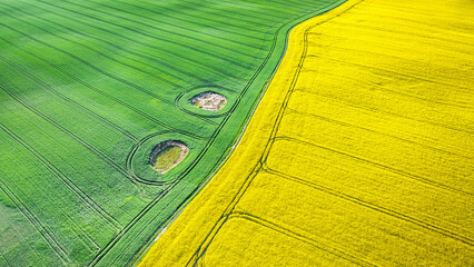 Canvas Print - Yellow and green field at spring in countryside.