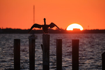 Silhuette of lonely pelican bird with spread wings on top wooden fence pole against bright orange sunset sky over lake water and big setting sun