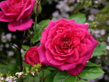 Garden Roses Are Predominantly Hybrid Roses That Are Grown As Ornamental Plants In Private Or Public Gardens.