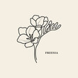 Line art freesia flower illustration