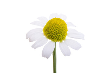 Wall Mural - medical chamomile isolated