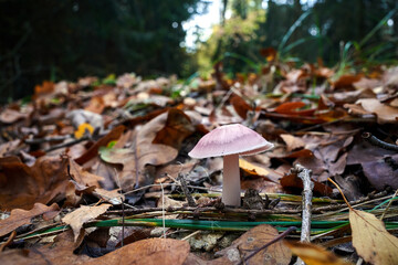 Wall Mural - A close-up of the  wood blewit mushroom among fallen leaves in the forest during autumn