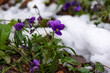 Flowers and green leaves covered with fresh snow