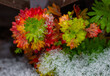 Flowers and green leaves covered with fresh snow