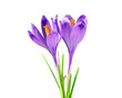 Two purple crocuses, isolated on white