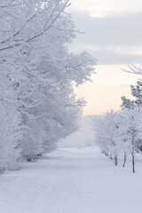 Wall Mural - Winter landscape - a deserted winter alley in a winter park