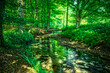 potok z mostkiem w zielnym ciemnym lesie