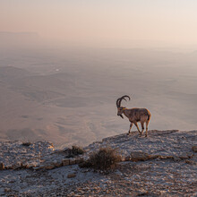 A Fearless Ibex Overlooks The Ramon Crater (Makhtesh Ramon) Below From The Northern High Cliff Edge Shortly After Sunrise, Ramon Nature Reserve, Mitzpe Ramon Town, Negev Desert, Beersheba, Israel