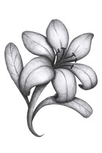 Hand Drawn Pencil Graphite Floral Set Illustration. Lily, Corner, Lineal And Circle.