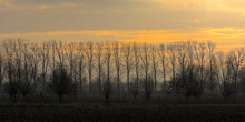 Siulhouettes Of Bqre Poplar Trees Against The Colorful Evening Sky In The Flemish Countryside