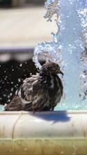 Vertical Closeup Shot Of A Pigeon With Wet Feathers Sitting On The Fountain