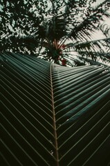 Wall Mural - big palm tree leaf in the jungle