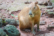 Capybara (Hydrochoerus Hydrochaeris) At Ragunan Zoo, Jakarta.
