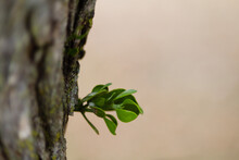 Mistletoe Growth On The Tree Trunk Isolated With Blurred Background