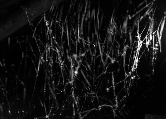 Wall Mural - spider web on a dark background