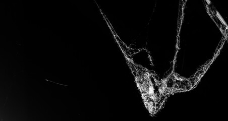 Wall Mural - spider web on a dark background