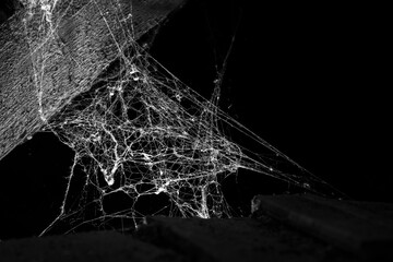 Wall Mural - spider web on a dark background
