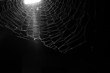 Wall Mural - spider web on a dark background