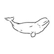 Hand drawn vector beluga whale. Sketch engraving illustration of whale. beluga whale vector sketch illustration