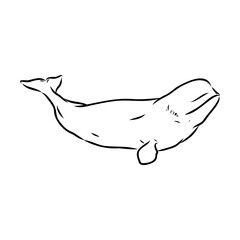 Wall Mural - Hand drawn vector beluga whale. Sketch engraving illustration of whale. beluga whale vector sketch illustration