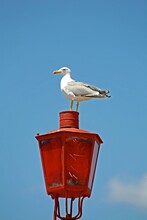 Vertical Shot Of A Seagull Standing On A Red Lamp