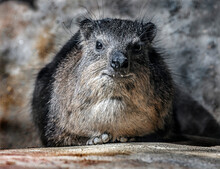 Rock Hyrax Also Called Rock Badger And Cape Hyrax. Latin Name - Procavia Capensis