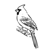 Cardinal Bird Sketch, Vector Illustration. Hand Drawn Red Cardinal Bird. Engraved Illustration. Cardinal Bird Sitting On A Branch. Hand Drawn Sketch.