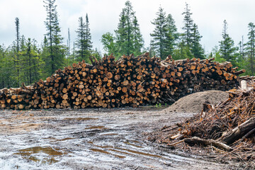 Wall Mural - Wooden natural sawn logs pile, wood logs in the wild forest background. Trees trunks cut and stacked on the ground. Woodpile of cut lumber for forestry industry, lumberjack yard or mill.