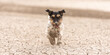 Cute dog running on dry sandy ground and have fun. Jack Russell Terriers 4 years young
