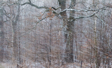 Poster - snowfall in the forest..