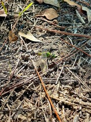 Canvas Print - Erythemis simplicicollis on the ground