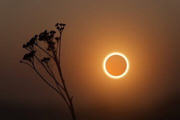 Poster - total solar eclipse against dry herbal background