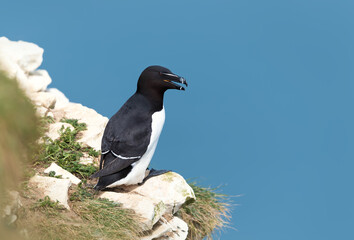 Wall Mural - close up of a razorbill against clear blue background