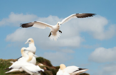 Wall Mural - northern gannet in flight on the coasts of uk