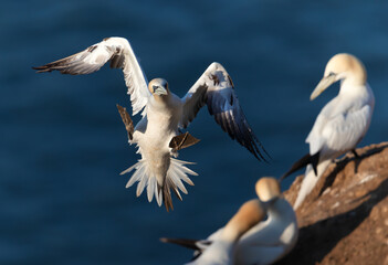 Wall Mural - close up of a northern gannet landing