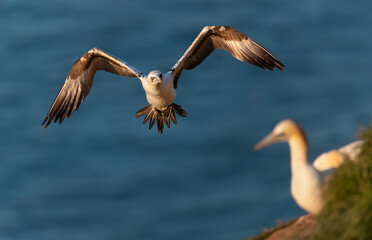 Wall Mural - northern gannet in flight against blue sky