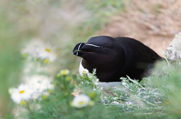 Wall Mural - close up of a razorbill nesting on a cliff
