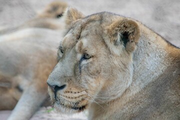 Sticker - Closeup shot of a lioness in a zoo during the day