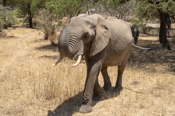 An Elephant in Tanzania