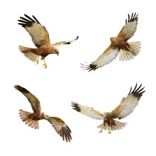 Bird Of Prey Marsh Harrier Circus Aeruginosus Isolated On White Background - Mix Set Four Flying Birds
