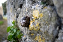 Selective Focus Shot Of A Snail Shell On A Rock Wall