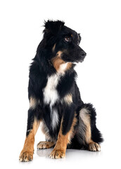 Sticker - australian shepherd in studio