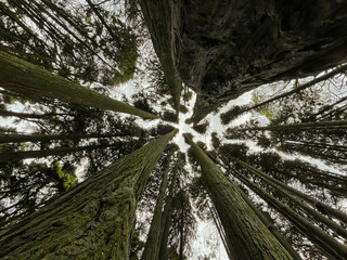 Wall Mural - Bottom view of tall old trees in a forest