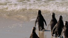 African Penguins, Or Jackass Penguin, Or Spheniscus Demersus, Or Cape Penguin, Enter The Ocean To Get Food. Colony Of Boulders Beach Near Simons Town, South Africa
