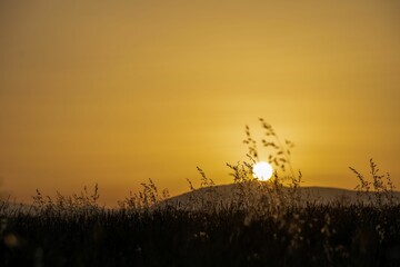 Poster - Lavender field in France on a sunset