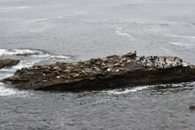 Seals, Sea Lions And Waterbirds Sleeping On A Big Rock Surrounded By The Ocean