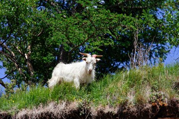 Poster - Adult Changpa goat standing on green pasture in bright sunlight