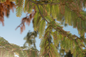 dawn redwood branch and sky