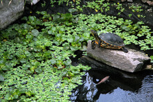 Turtle On Rock In Pond With Water Lilys