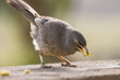 Closeup shot of a Jungle babbler (Turdoides striata) eating small nuts on the blurred background